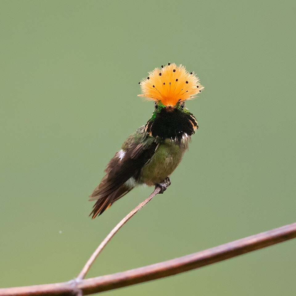 Spangled Coquette
