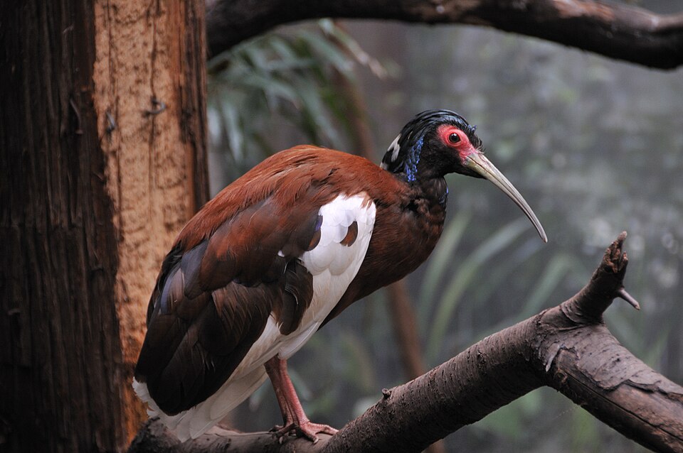 Madagascar Ibis