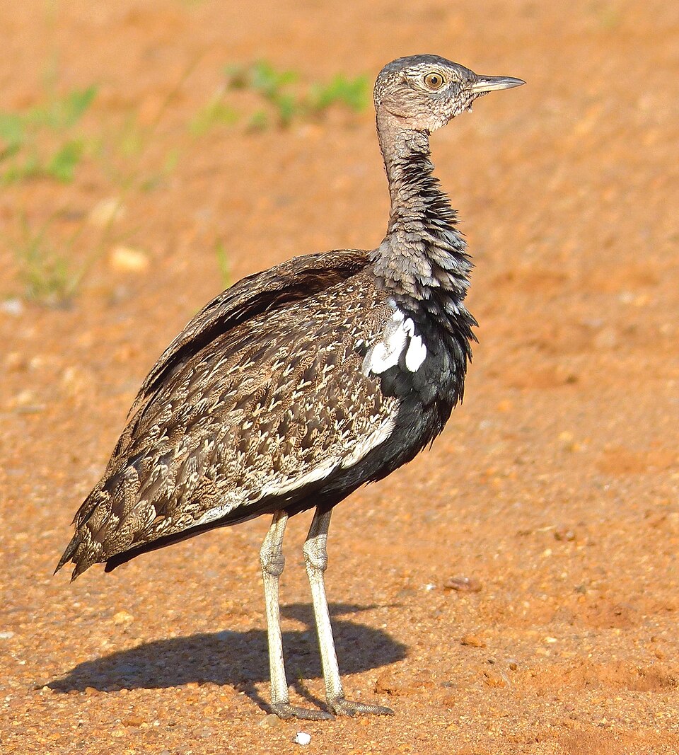 Red-crested Korhaan