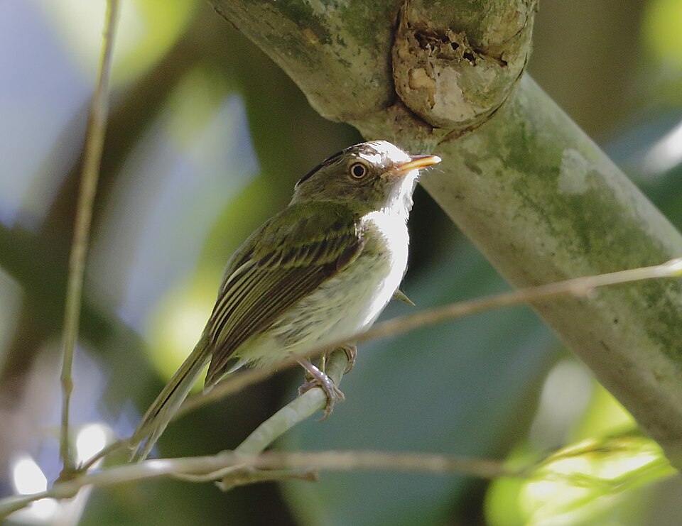Long-crested Pygmy Tyrant