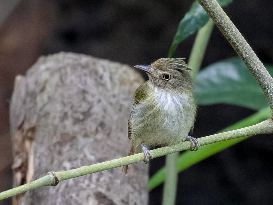 Helmeted Pygmy Tyrant