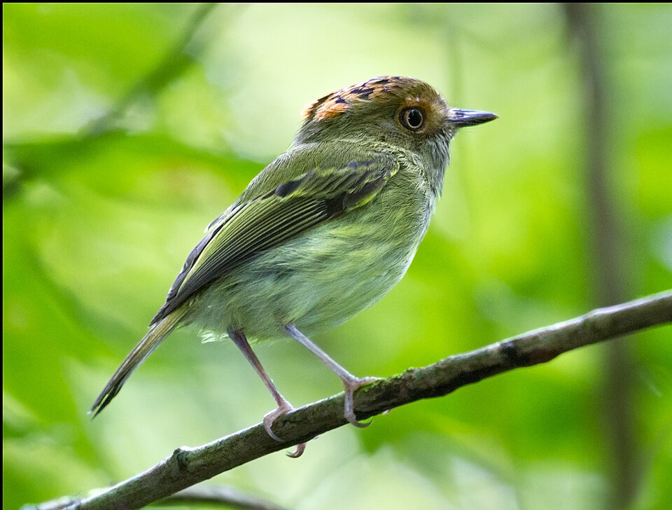 Scale-crested Pygmy Tyrant