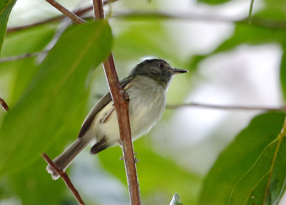 Double-banded Pygmy Tyrant
