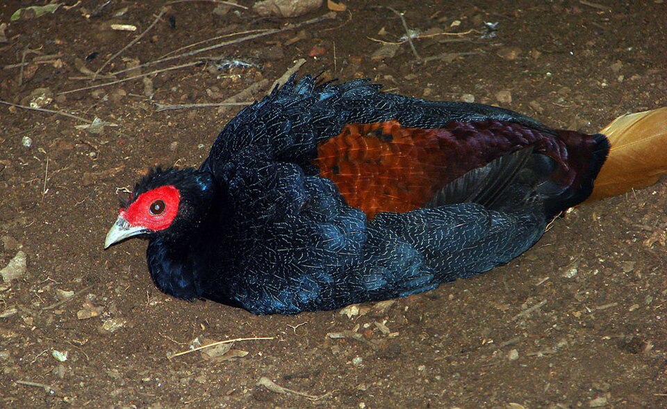 Crestless Fireback