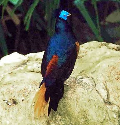 Crested Fireback