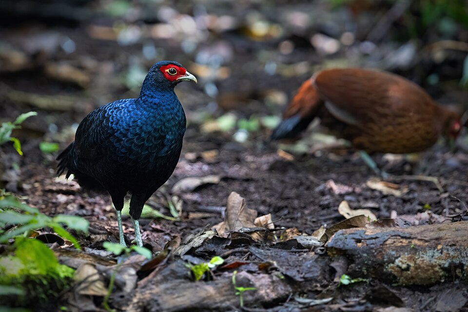 Salvadori's Pheasant