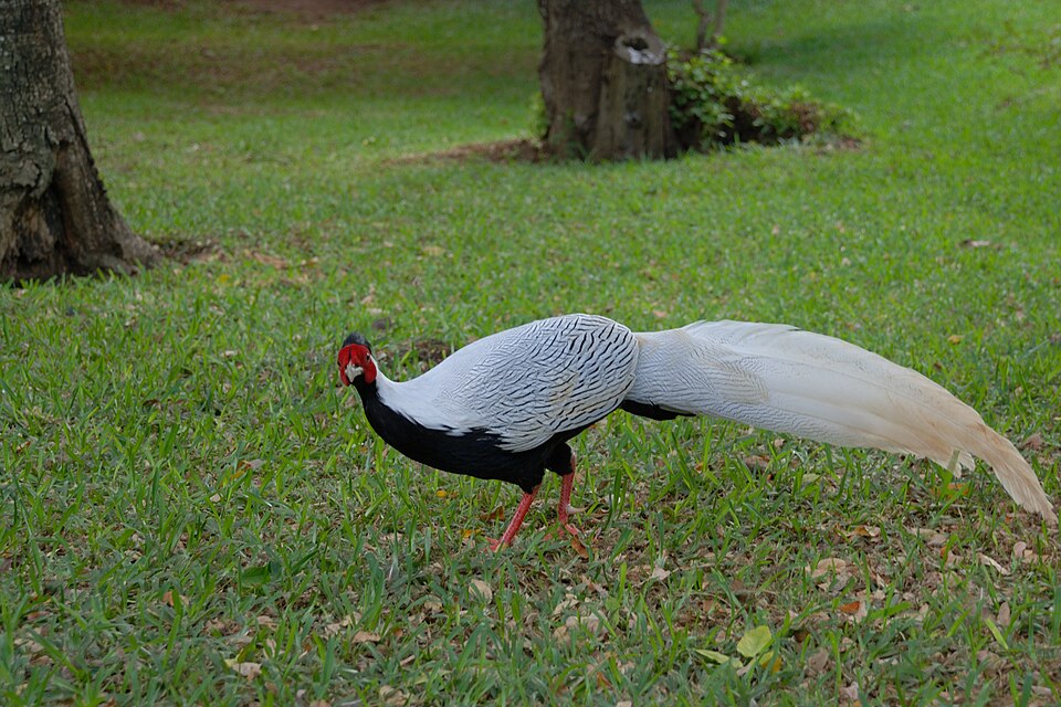 Silver Pheasant