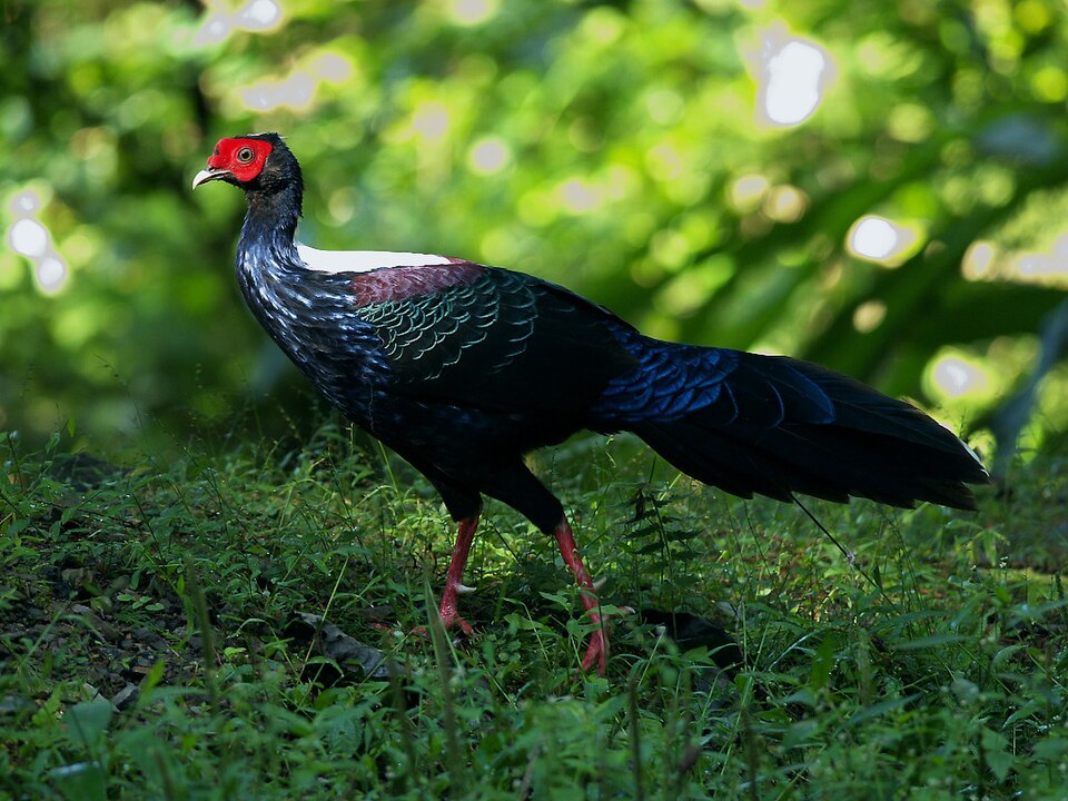 Swinhoe's Pheasant