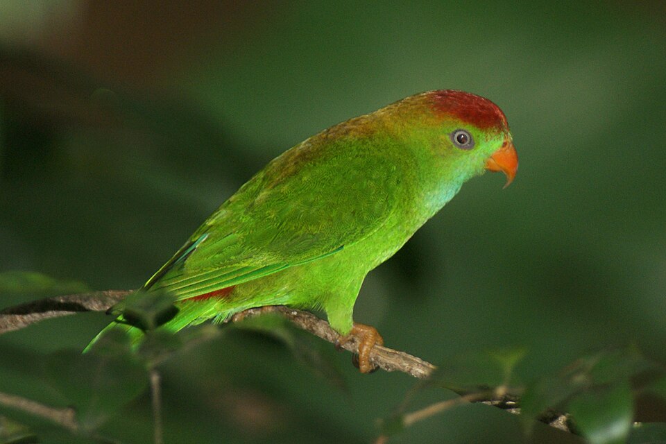 Sri Lanka Hanging Parrot