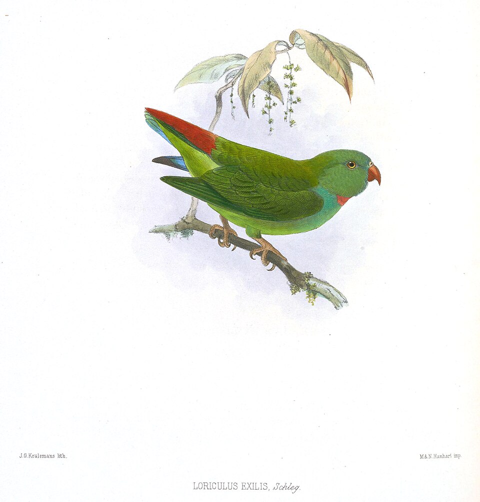 Pygmy Hanging Parrot