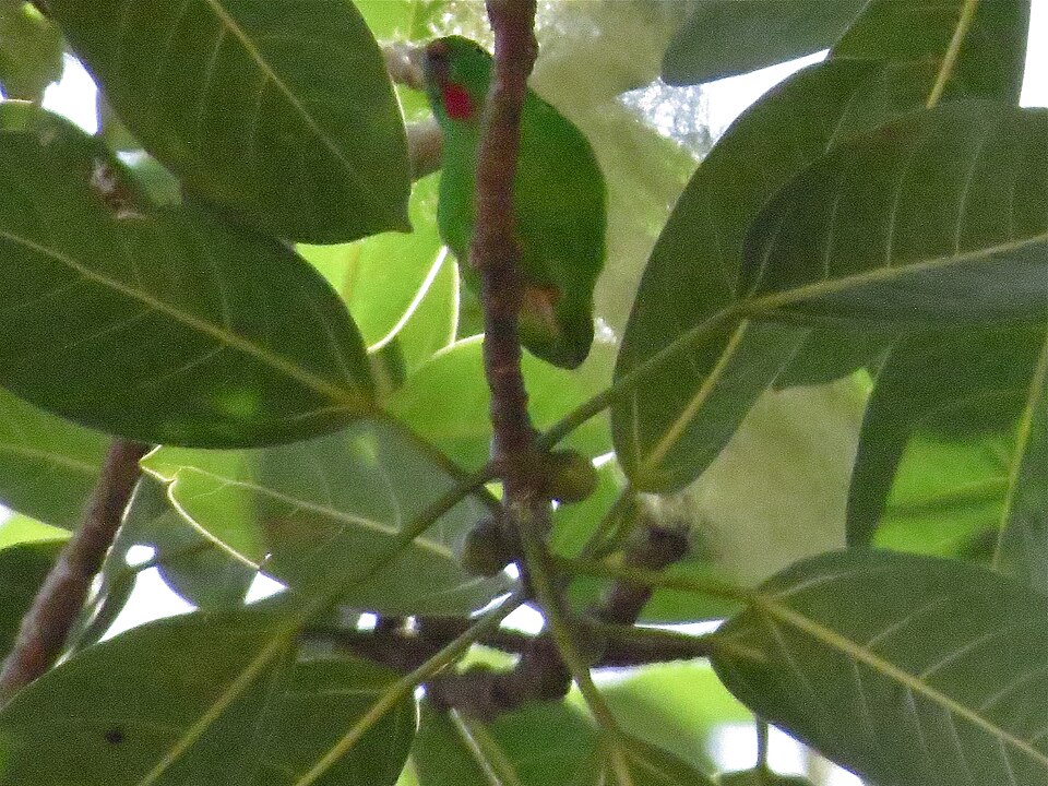 Wallace's Hanging Parrot
