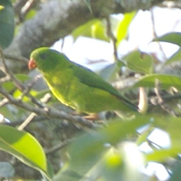 Yellow-throated Hanging Parrot