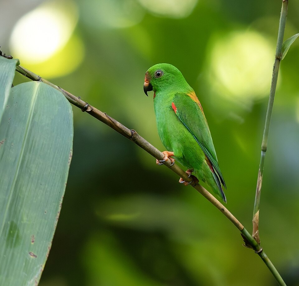 Sula Hanging Parrot