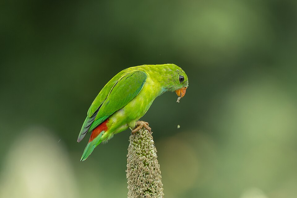 Vernal Hanging Parrot