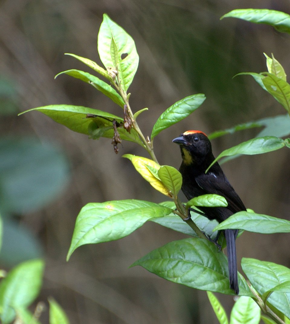 Flame-crested Tanager