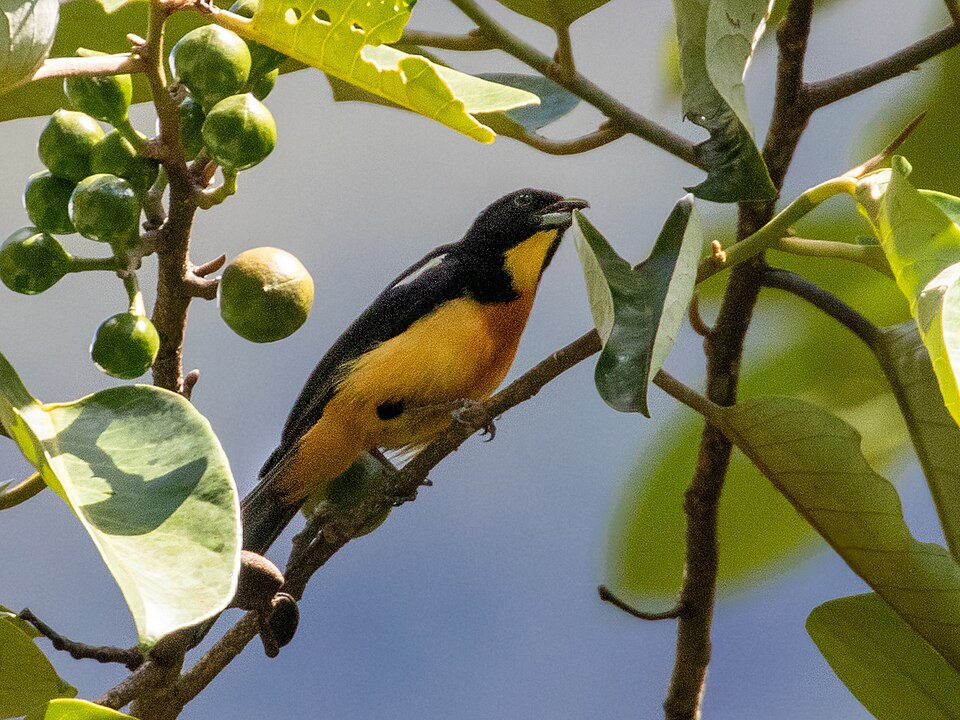 Yellow-crested Tanager