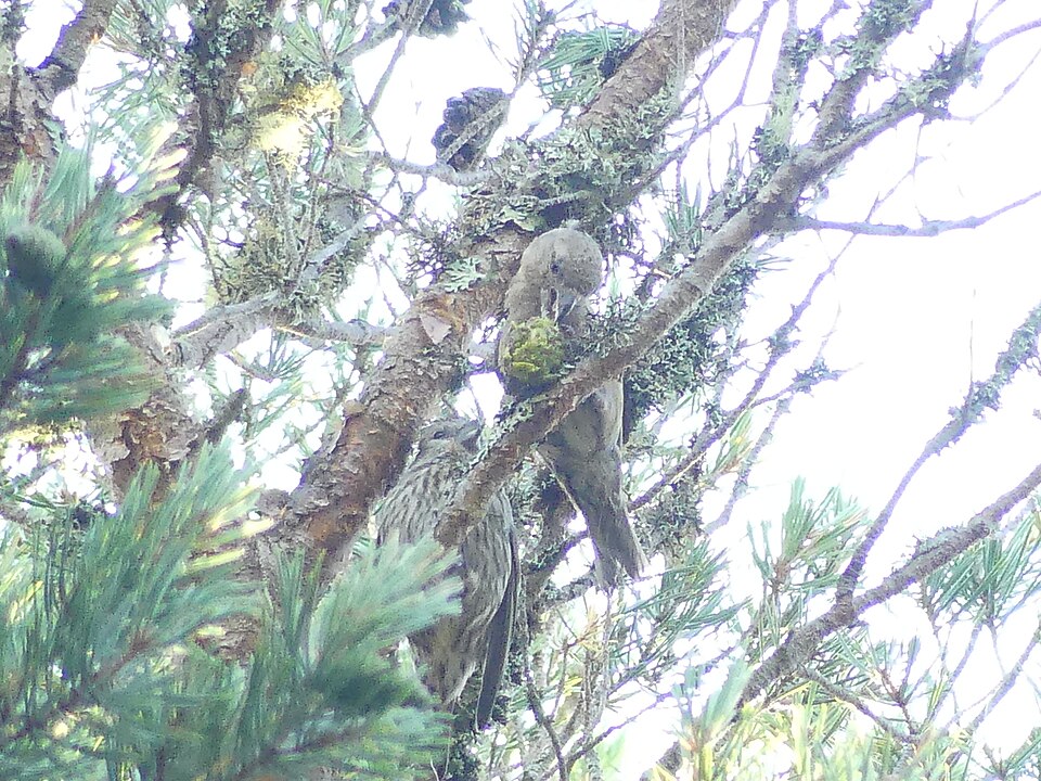 Scottish Crossbill