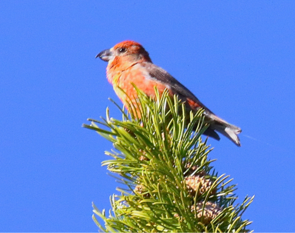 Cassia Crossbill