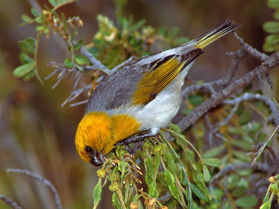 Palila