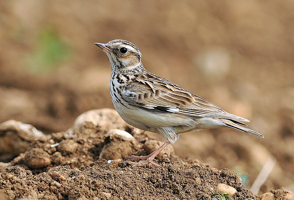 Woodlark