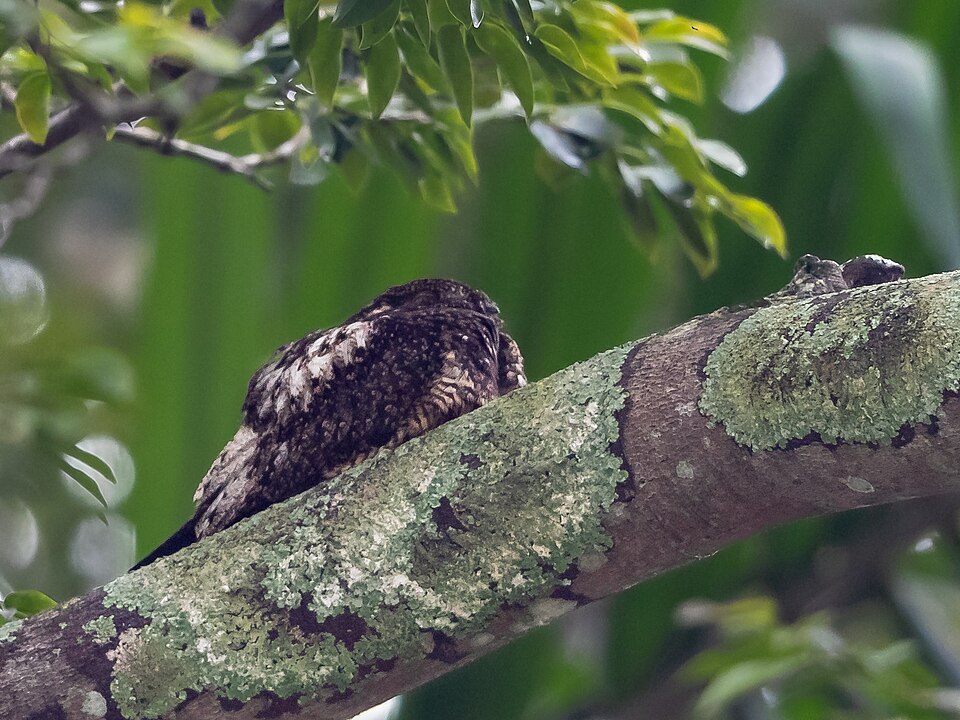 Short-tailed Nighthawk