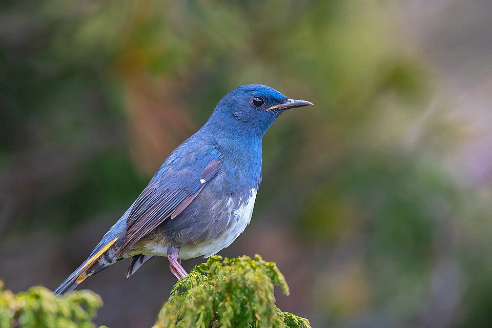 White-bellied Redstart
