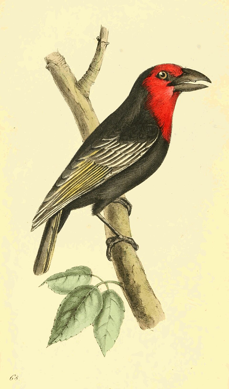 Black-billed Barbet