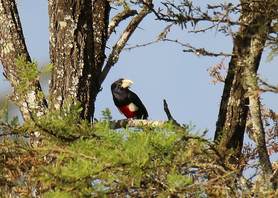 Black-breasted Barbet