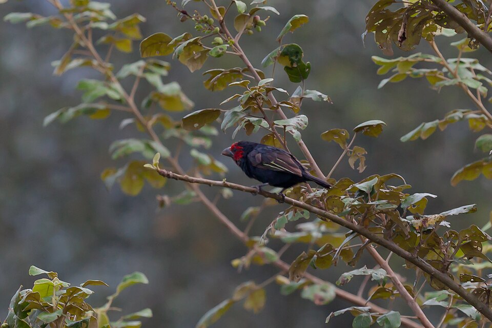 Red-faced Barbet