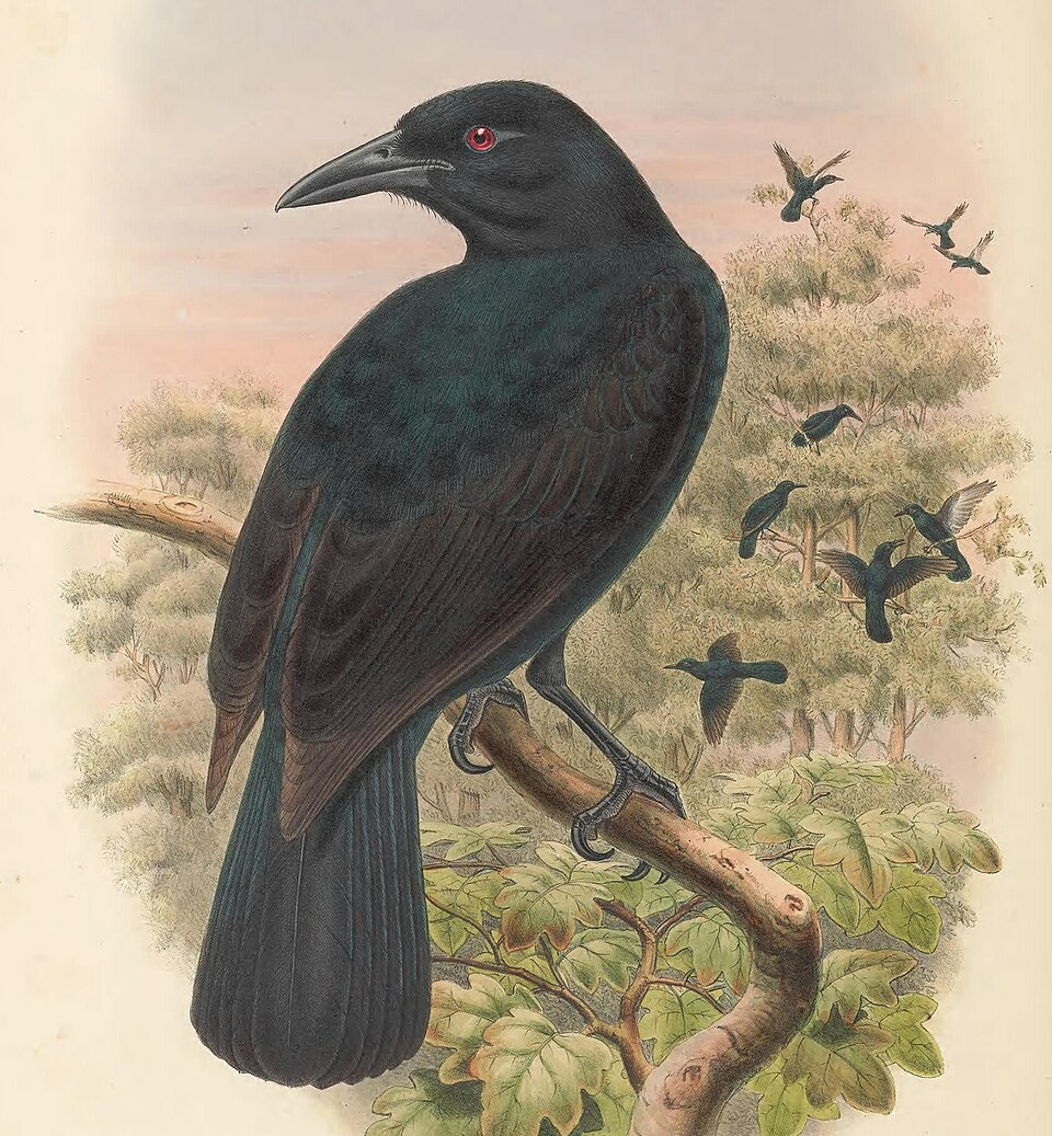 Obi Paradise-crow