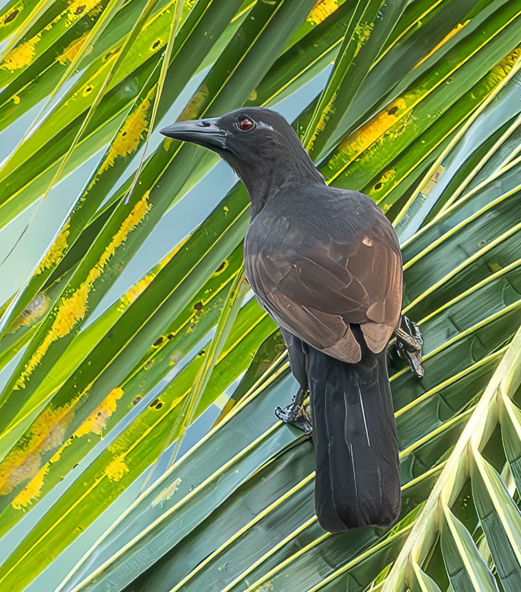 Halmahera Paradise-crow