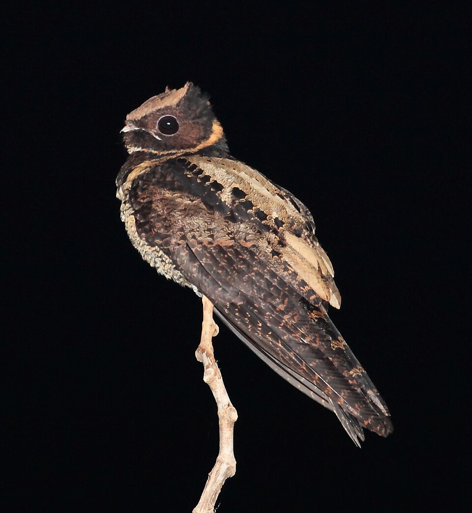 Great Eared Nightjar