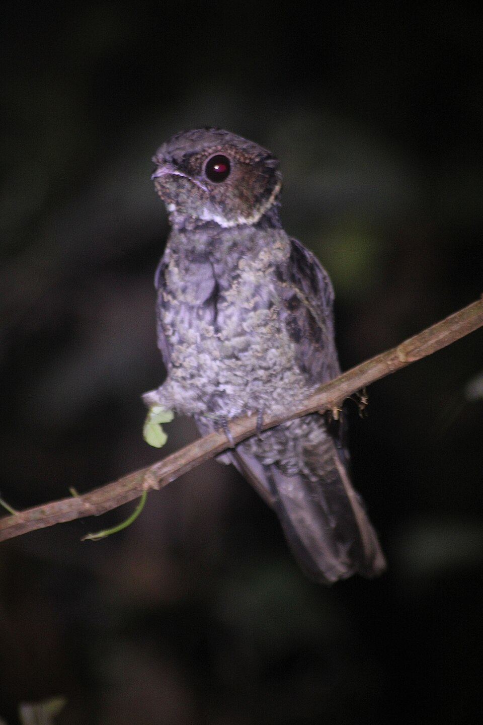 Malaysian Eared Nightjar
