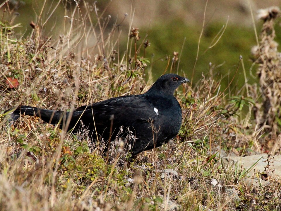 Caucasian Grouse