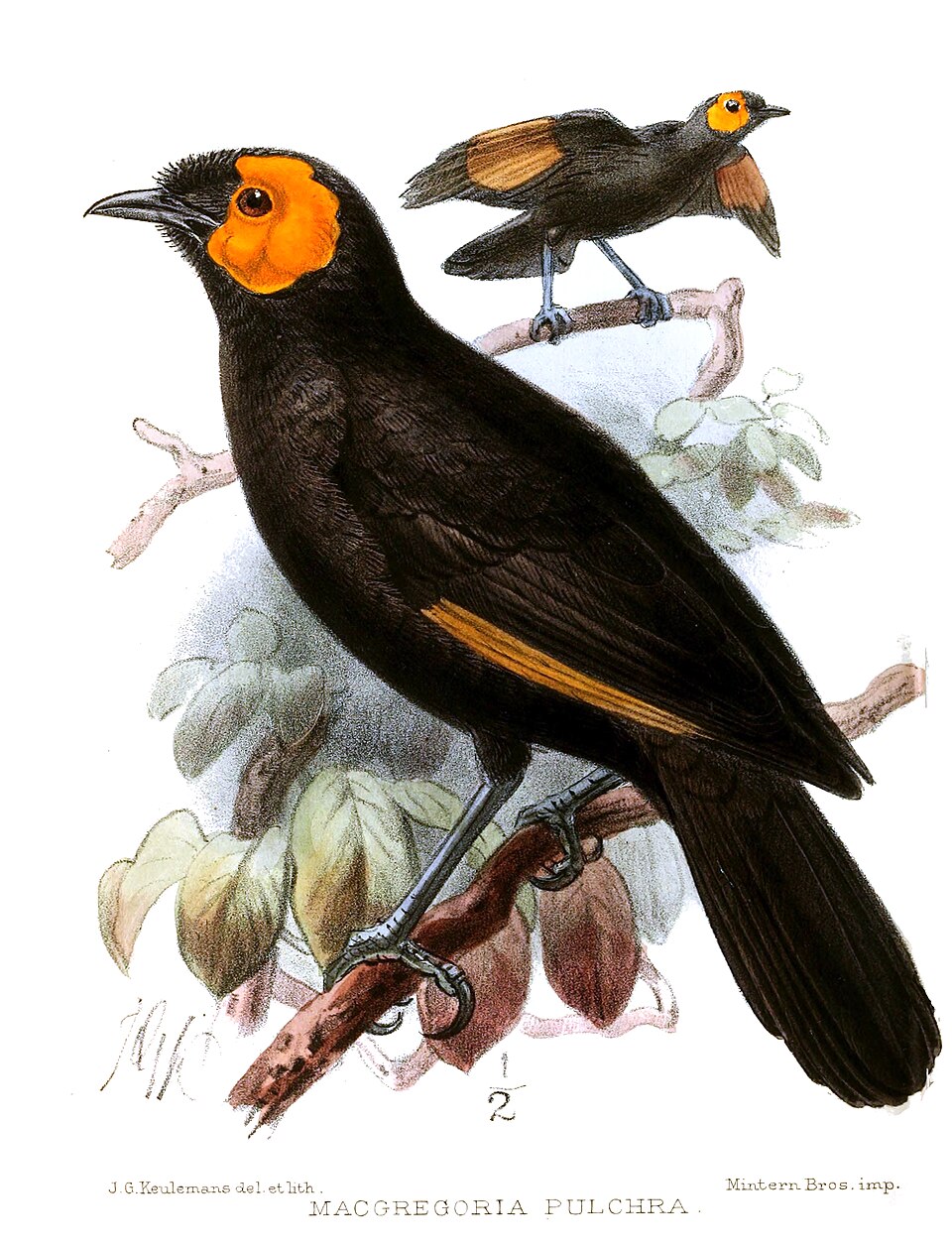 MacGregor's Honeyeater