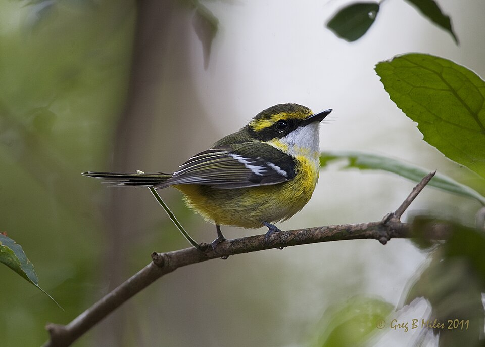 Yellow-breasted Boatbill