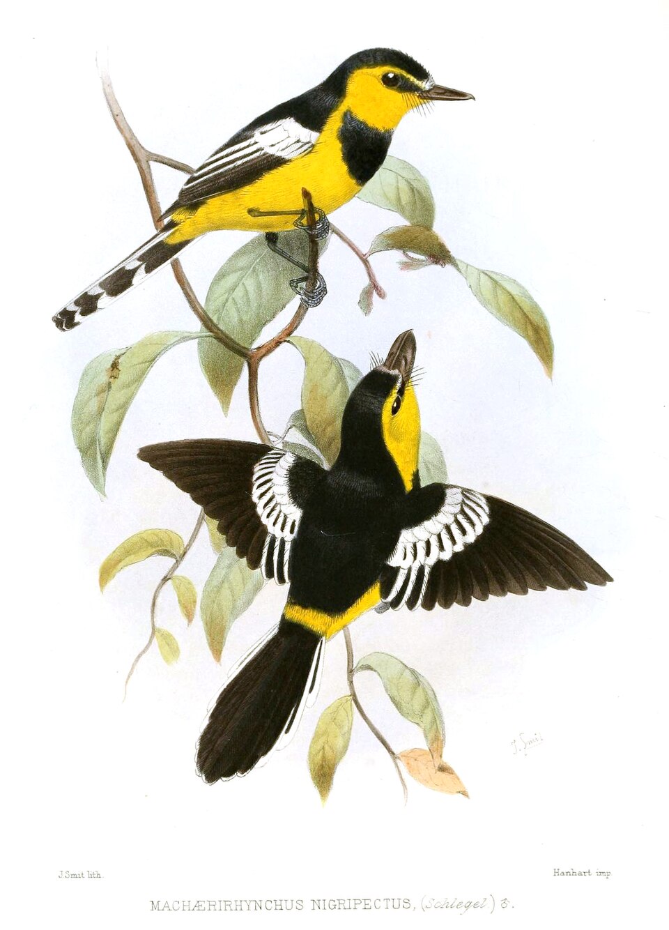 Black-breasted Boatbill