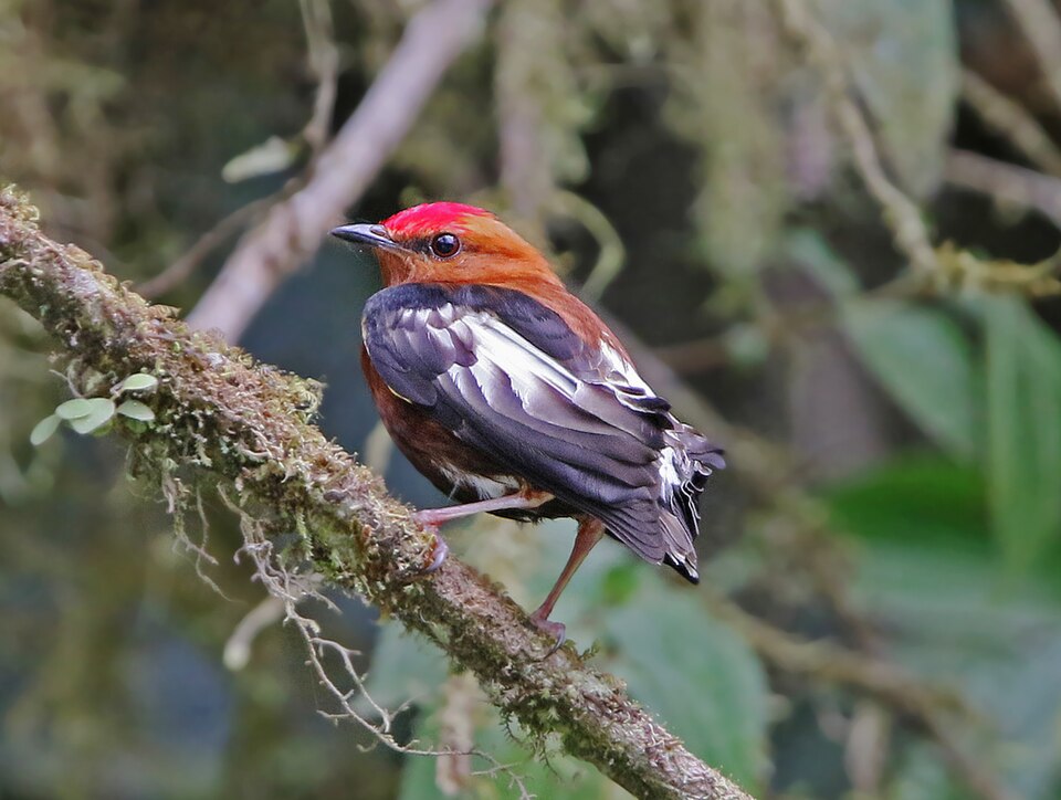 Club-winged Manakin
