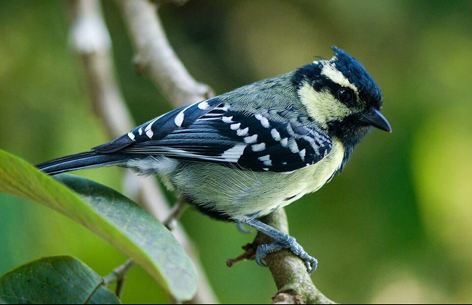 Indian Black-lored Tit
