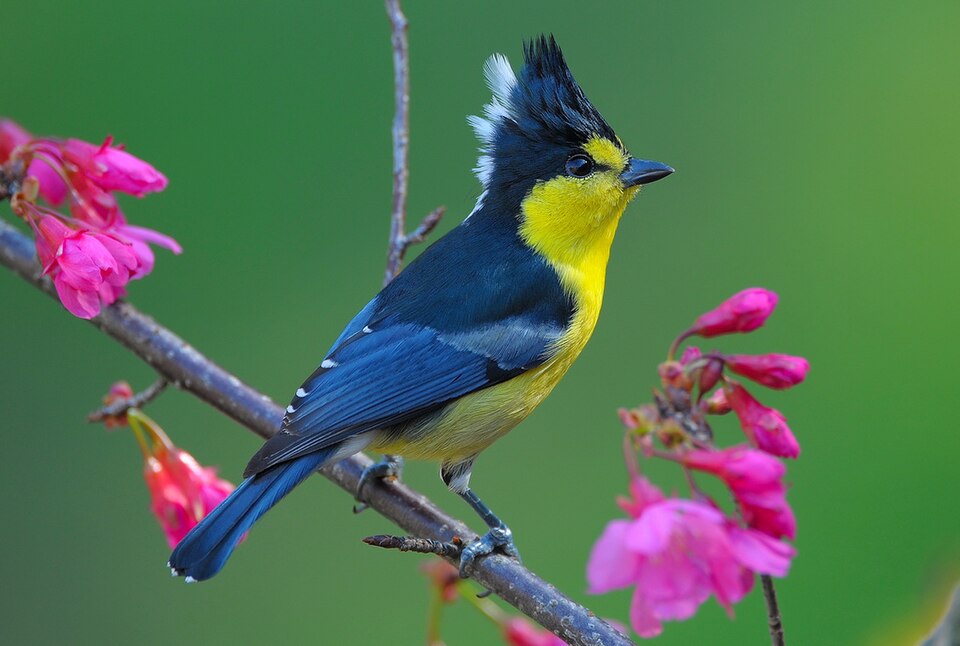 Yellow Tit