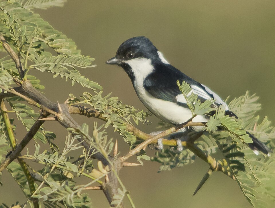 White-naped Tit