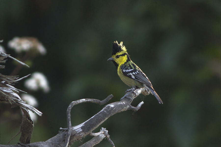 Yellow-cheeked Tit