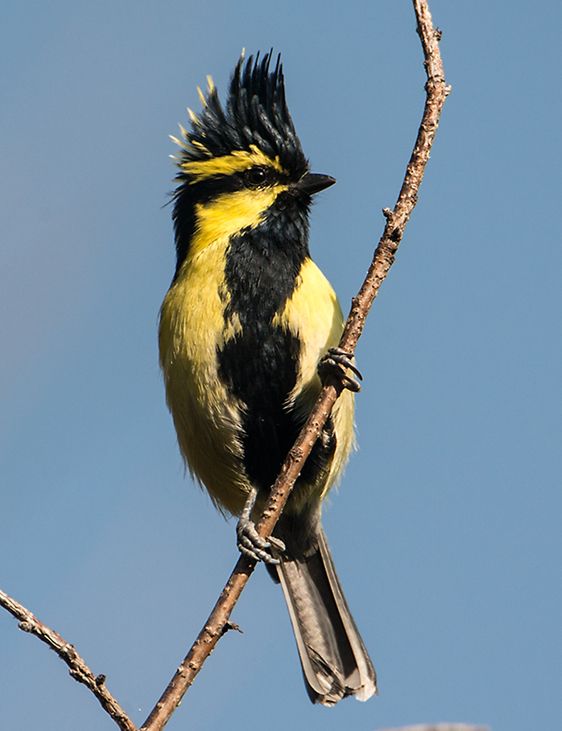 Himalayan Black-lored Tit