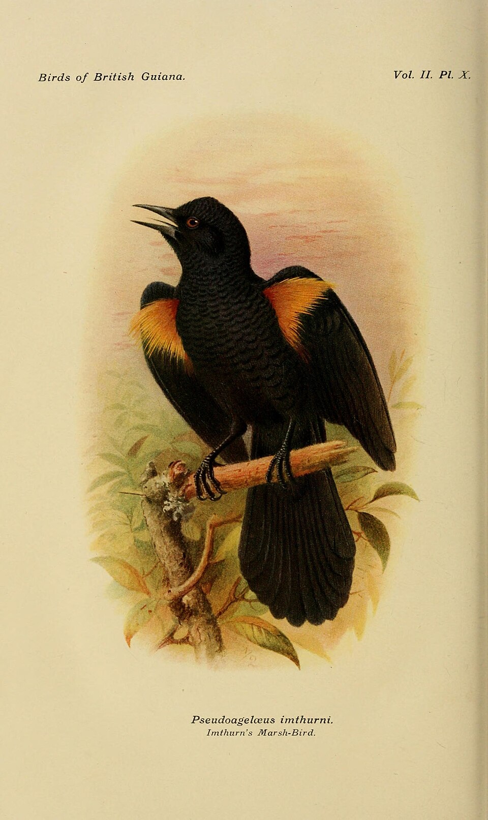 Golden-tufted Mountain Grackle