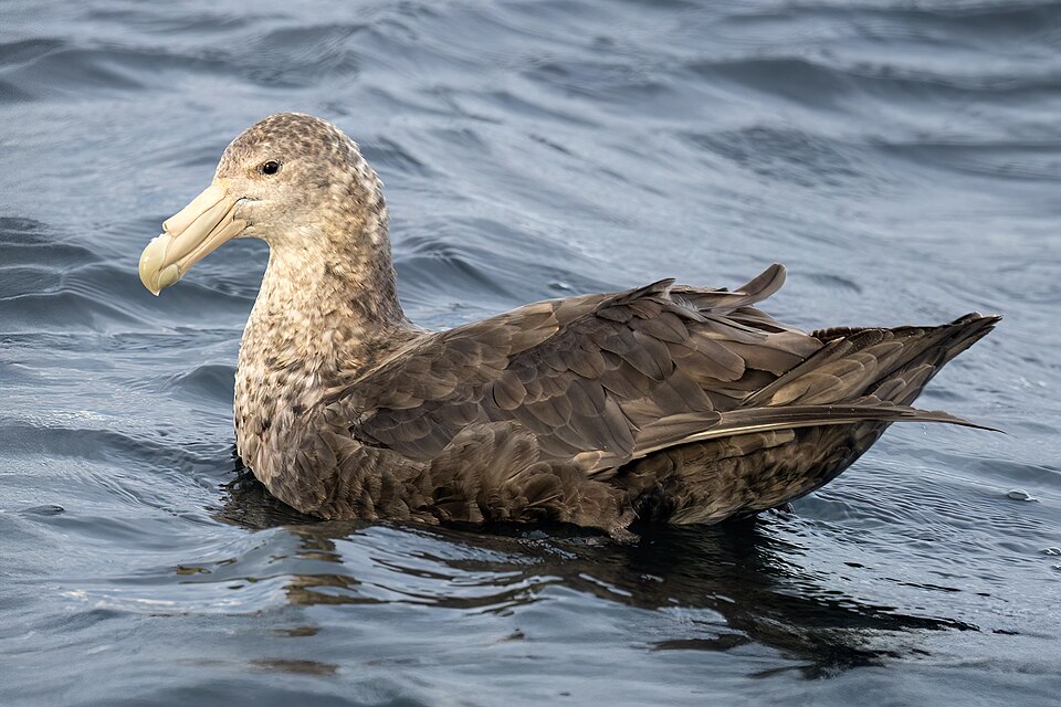 Southern Giant Petrel