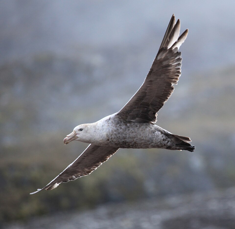 Northern Giant Petrel