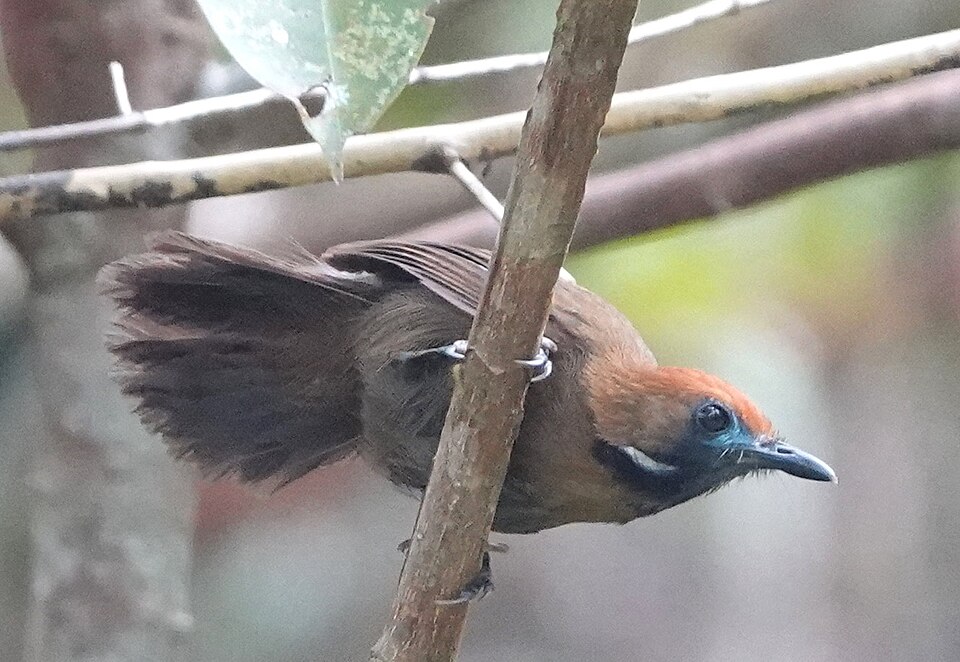 Fluffy-backed Tit-Babbler