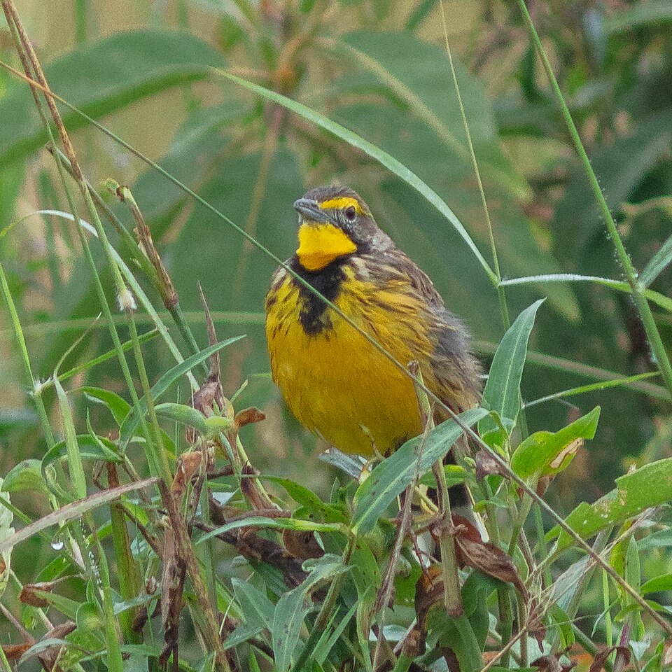 Yellow-throated Longclaw