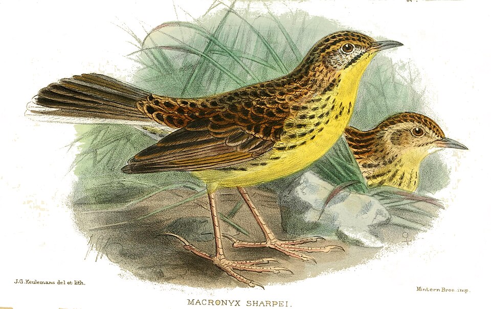 Sharpe's Longclaw