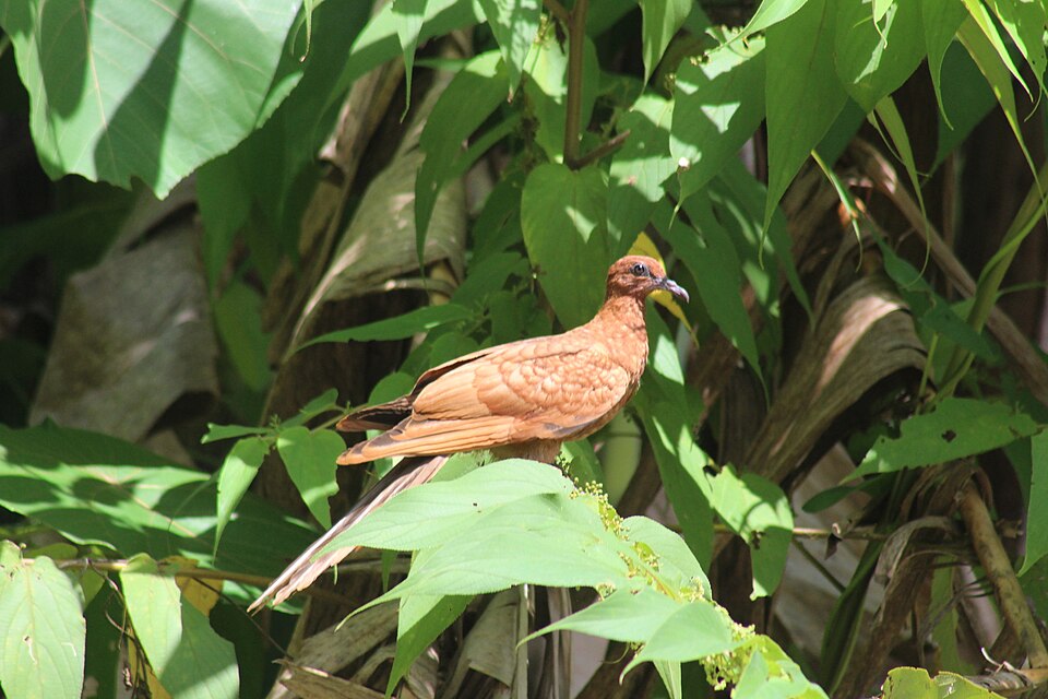 Enggano Cuckoo-Dove